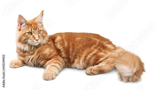 Leinwand Poster Ginger Cat Lying Down