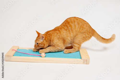 爪研ぎをするネコ