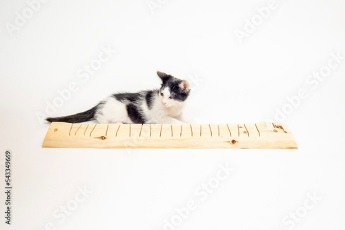 爪研ぎをするネコ