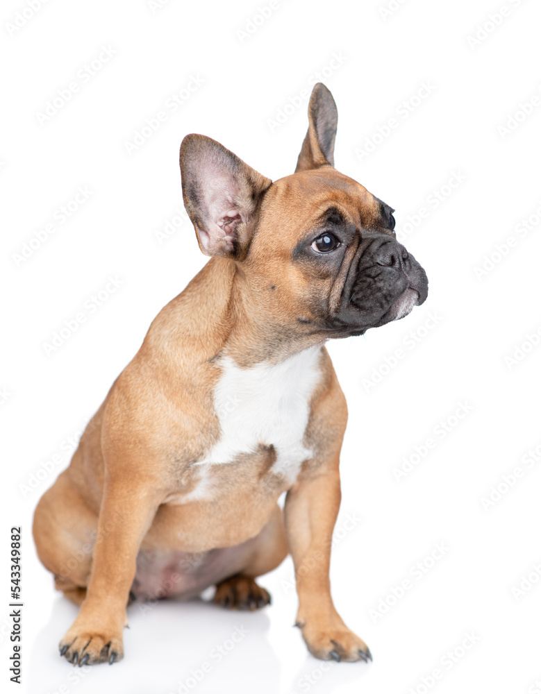 French Bulldog puppy sits in  profile and looks away on empty space. Isolated on white background