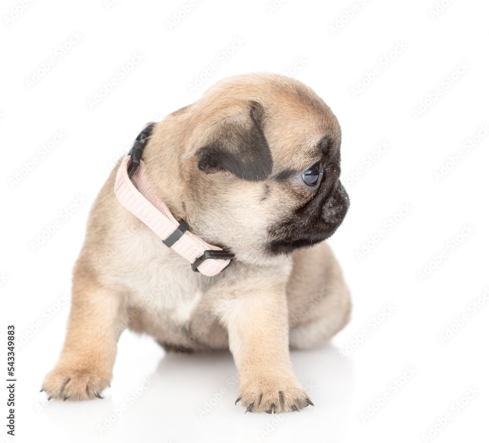 Tiny pug puppy sitting and looking away on empty space. isolated on white background