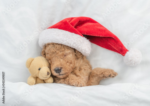 Tiny Toy Poodle puppy wearing red santa hat sleeps with toy bear under white blanket at home. Top down view