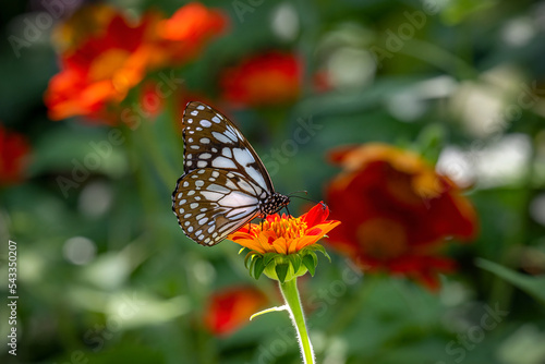 Blue Tiger butterfly is drinking nectar from the yellow pollen on the orange flower. Nature and wildlife concept.