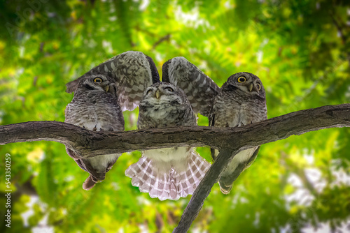 Foto Three Spotted Owlets on a tree branch