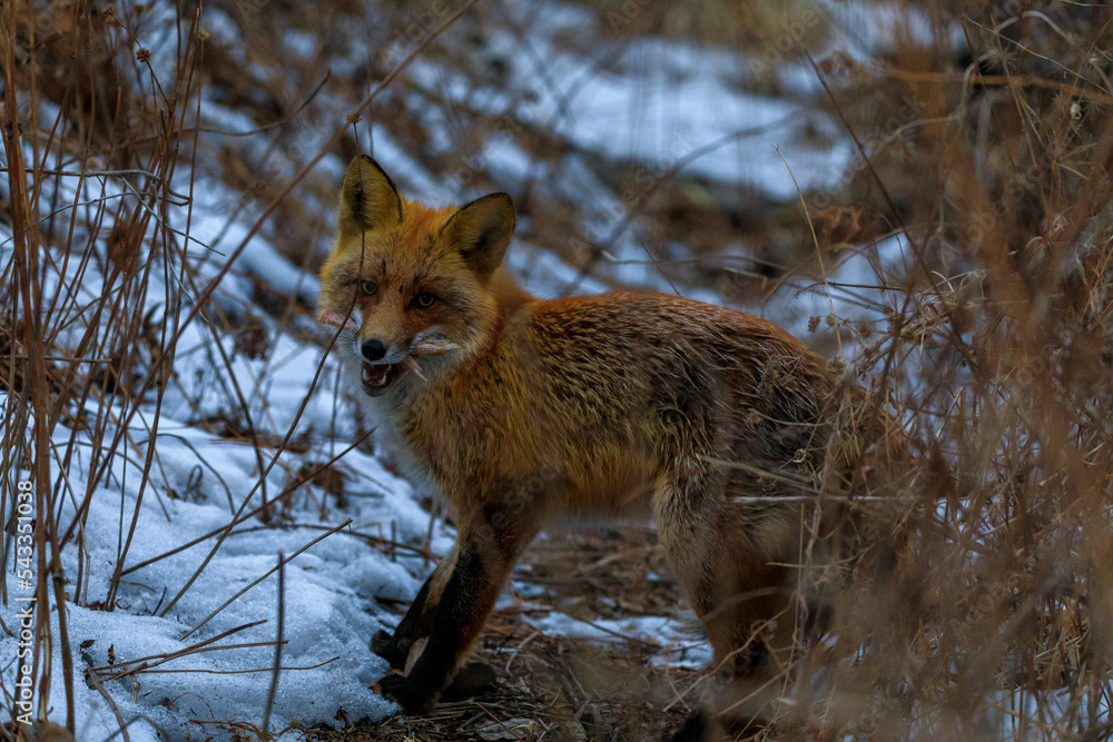 Obraz premium Close-up. The red fox roams the autumn forest in search of food.