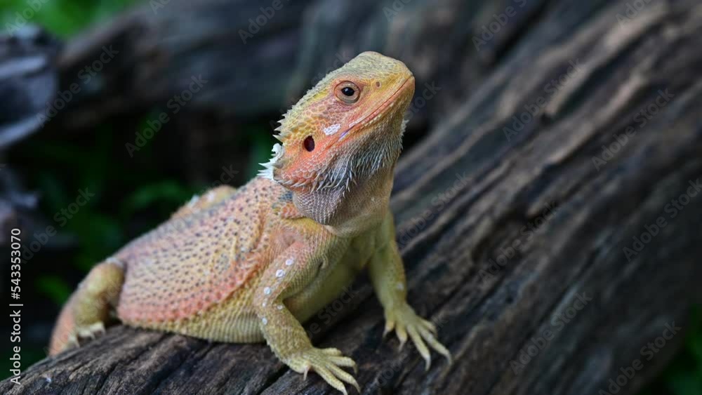 bearded dragon on ground with blur background
bearded dragon on ground with blur background