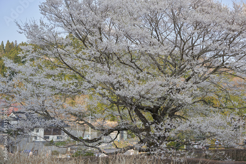 The second generation Daigozakura is in full bloom photo