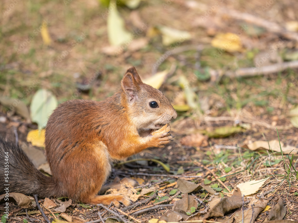 Autumn squirrel with nut sits on green grass with fallen yellow leaves Autumn squirrel with nut sits on green grass with fallen yellow leaves