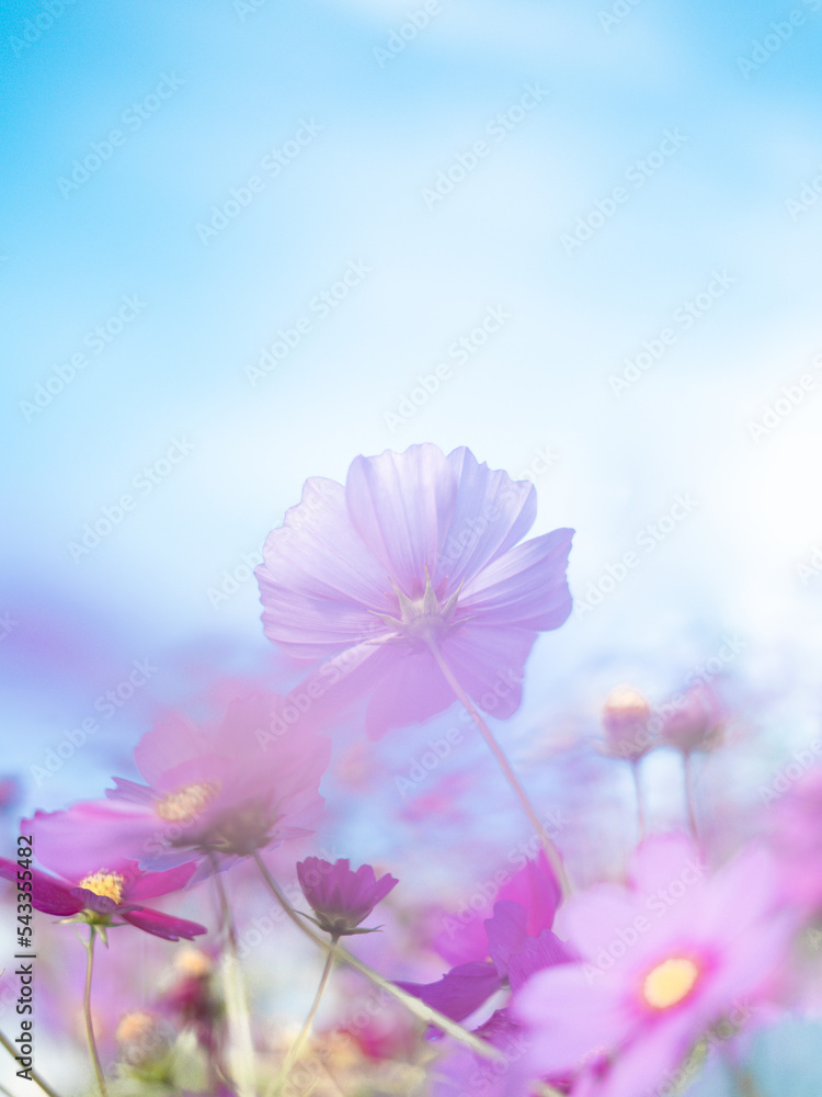 空を見上げる一輪のピンクコスモス / A single pink cosmos looking up at the sky 空を見上げる一輪のピンクコスモス / A single pink cosmos looking up at the sky