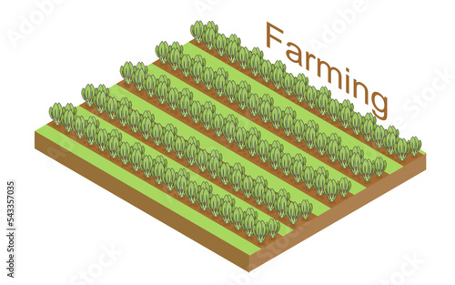 smart farming Field with growing carrot crops with leaves isometric illustration brocoli plantation