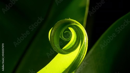 Fern unfurling, spiral unwinding vivid green plant.  Birds nest backlit camera follow. photo