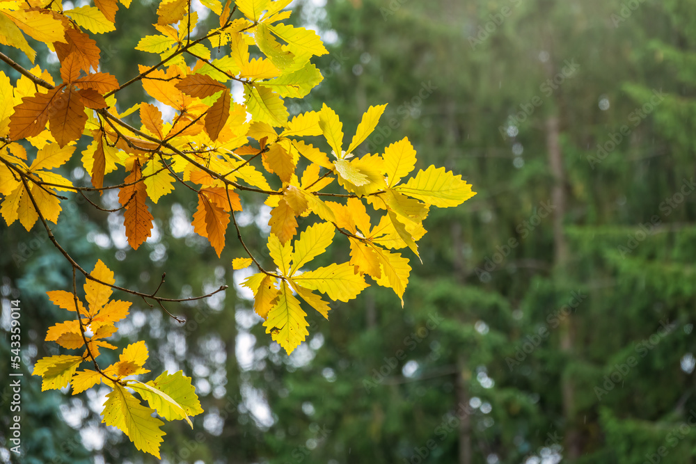 Oak branches with yellow leaves in autumn park