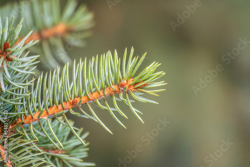 Background of green spruce branches in sunset light