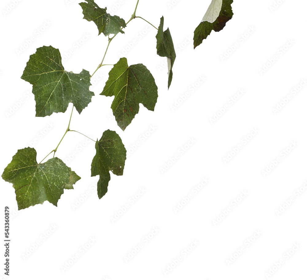 a branch with vine leaves a branch with vine leaves