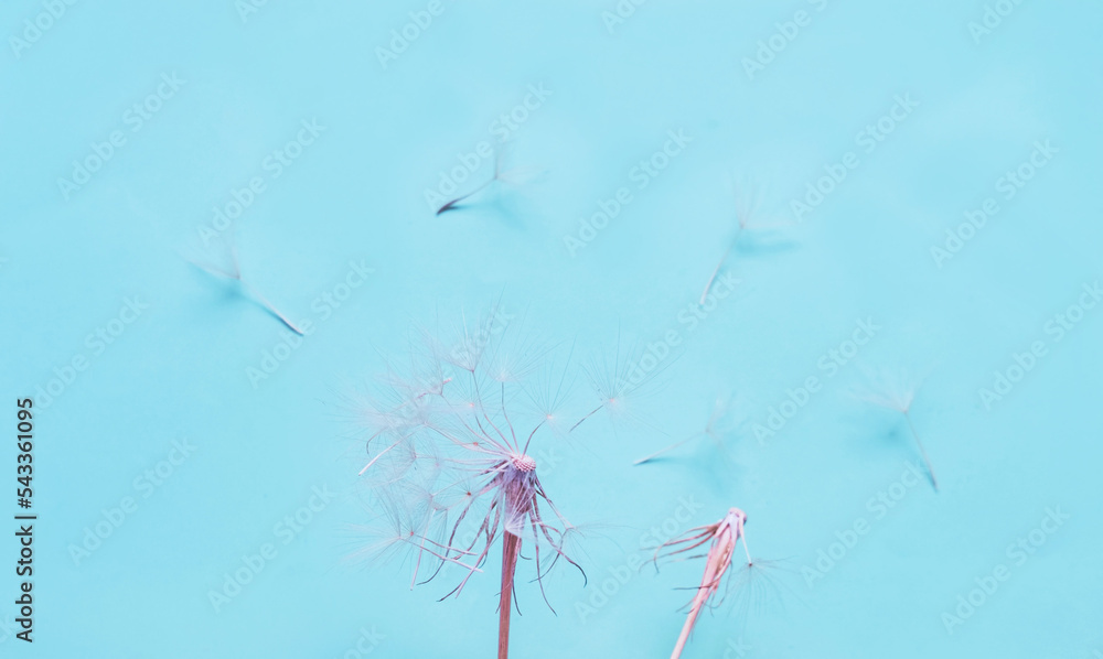 Blue background with white dandelions inflorescence. Concept for festive background or for project. Wonder of natural design. Creative copy space
