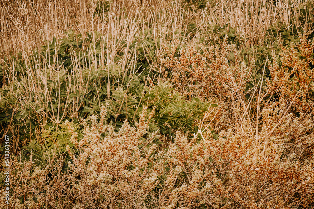 Plantes sauvages dans les dunes Plantes sauvages dans les dunes