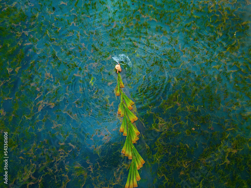 Top view Farmers harvest Lepironia articulata, vietnamese name is co bang. It is harvested by people in the Mekong Delta to make handicraft products. Bang grass is used to make products such as straws photo