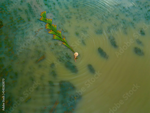 Top view Farmers harvest Lepironia articulata, vietnamese name is co bang. It is harvested by people in the Mekong Delta to make handicraft products. Bang grass is used to make products such as straws photo