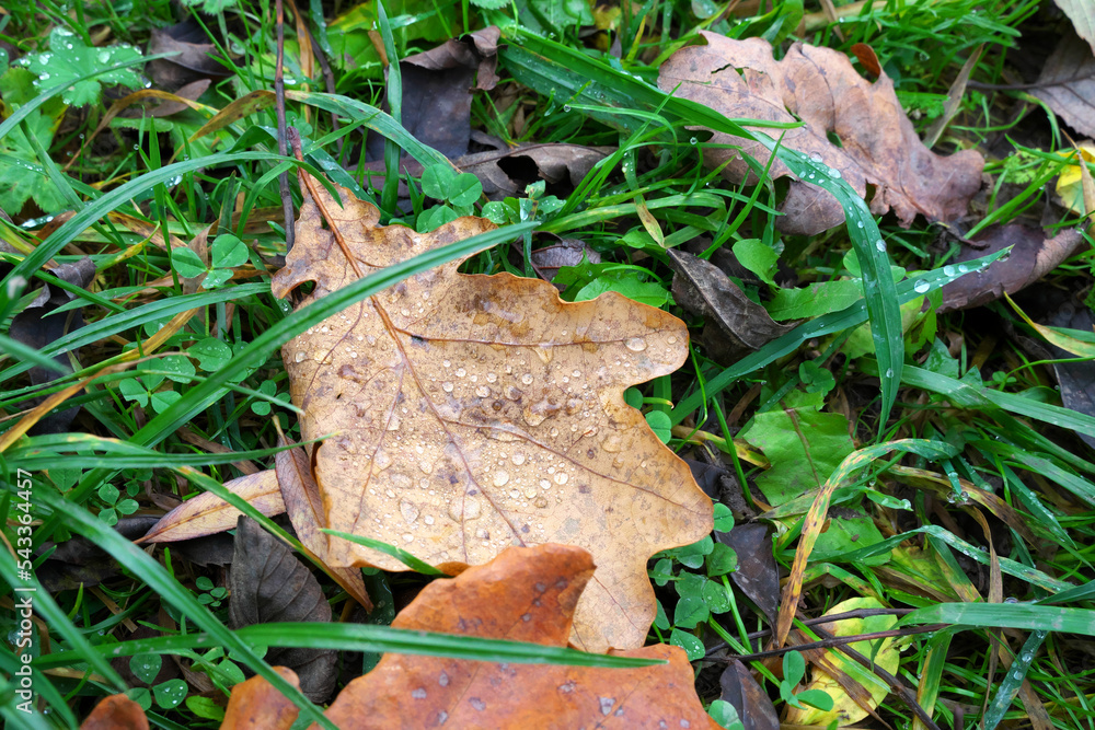 Fallen leaves in the grass in raindrops. Close-up. Fallen leaves in the grass in raindrops. Close-up.