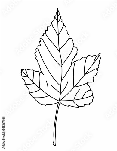 Isolated vector black line illustration of a leaf. Autumn, nature, trees, good for colorbooks. photo