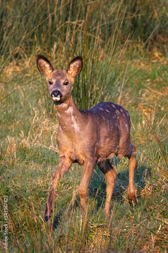 roe deer standing in the grass meadow 