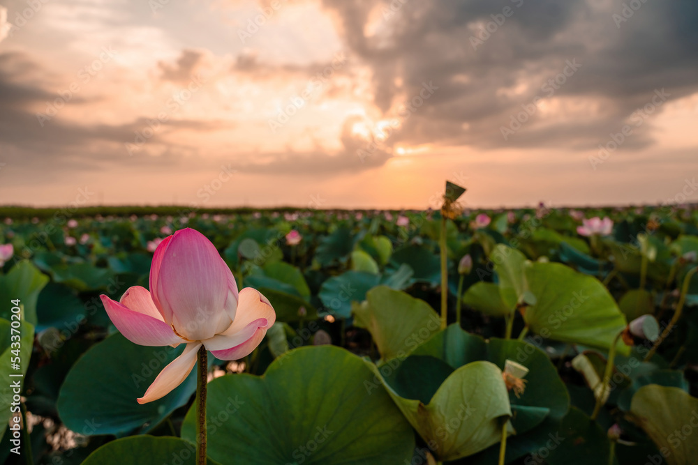 Sunrise in the field of lotuses, Pink lotus Nelumbo nucifera sways in the wind. Against the background of their green leaves. Lotus field on the lake in natural environment. Sunrise in the field of lotuses, Pink lotus Nelumbo nucifera sways in the wind. Against the background of their green leaves. Lotus field on the lake in natural environment.