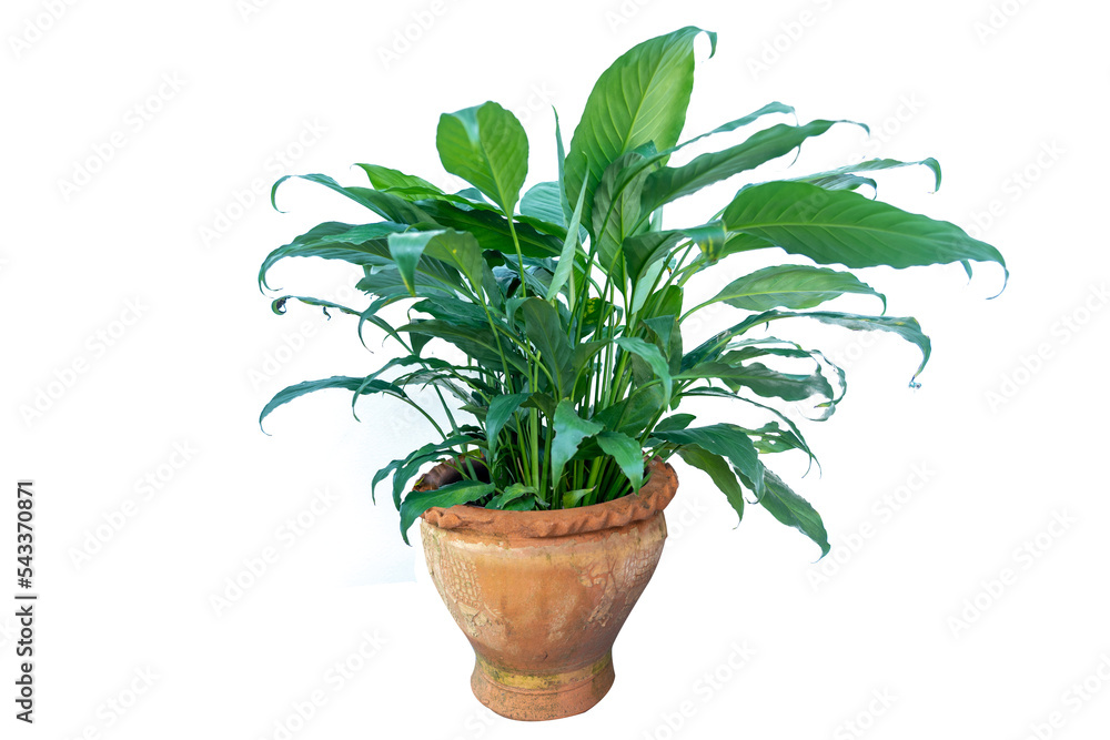 Flower pot and Green tree decoration isolated on white background.