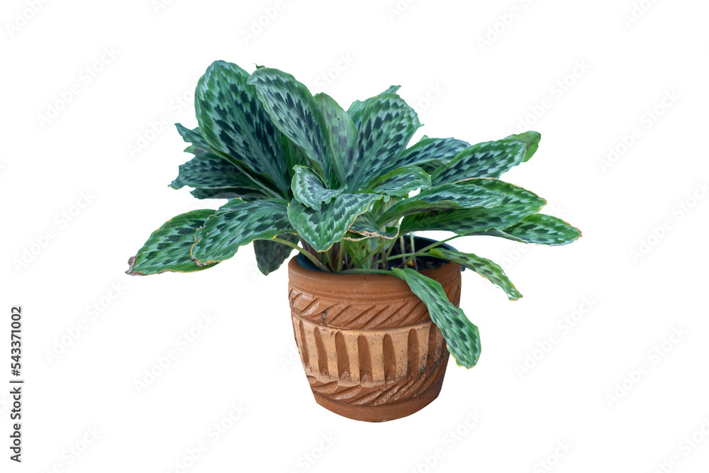 Flower pot and Green tree decoration isolated on white background. Flower pot and Green tree decoration isolated on white background.