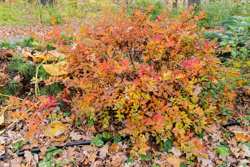 A shrub with colorful yellow autumn leaves