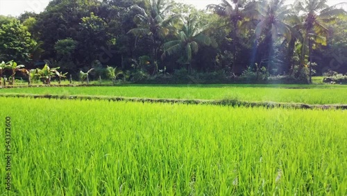 Aerial footage with Zoom out the effect of an open green Rice field -Aerial Video-4k Video-Rice farm of India