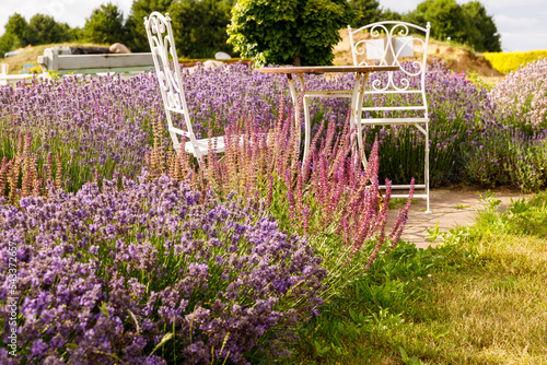 Fototapeta Naklejka Na Ścianę i Meble -  Pink lavender in a beautiful rustic garden with table and chairs