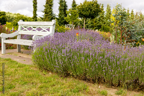 Fototapeta Naklejka Na Ścianę i Meble -  White bench in the garden between purple lavender