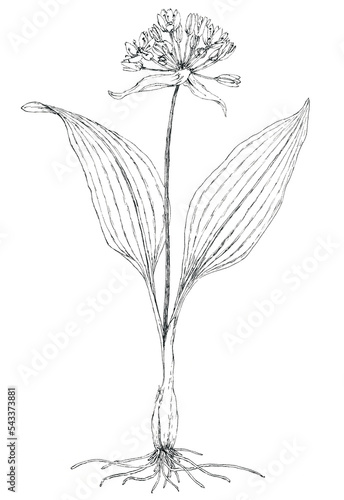 Wild garlic plant (Allium ursinum) botanical drawing. Ink on paper.