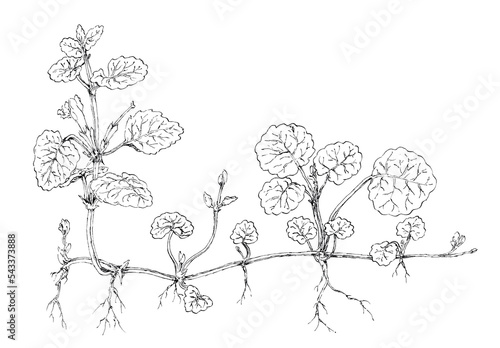 Ground-ivy plant (Glechoma hederacea) botanical drawing. Ink on paper.