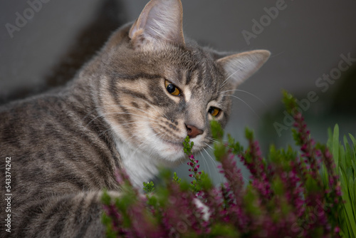 Tabby cat posing for a portrait 6 photo