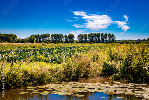 Marais Audomarois dans le Pas de Calais, en France