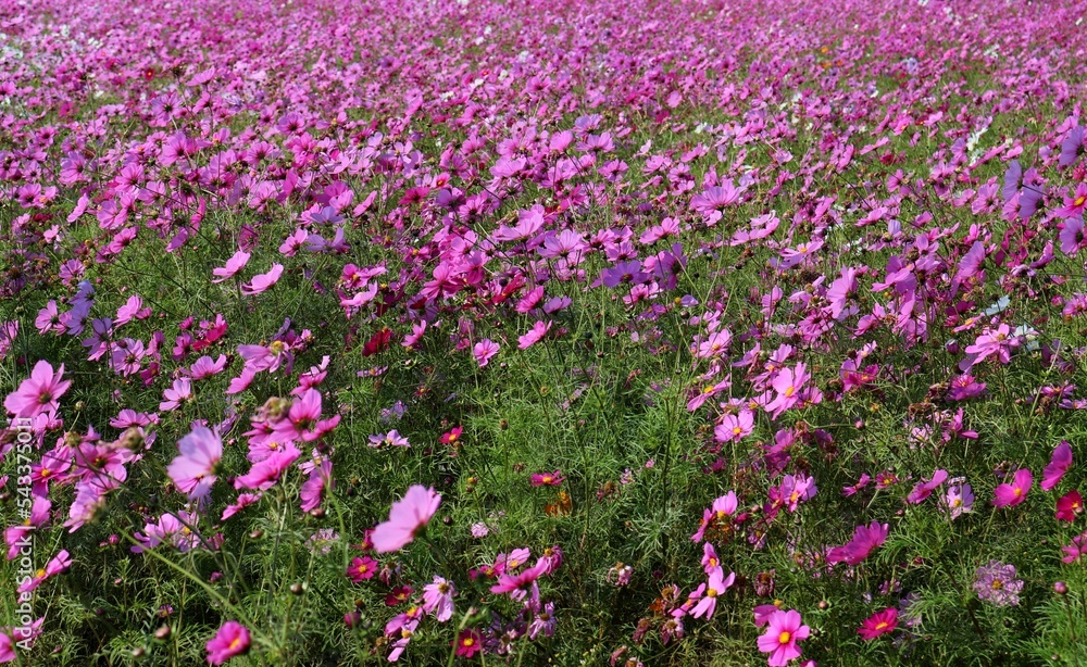 穏やかな風に揺れるコスモスの花　秋の日