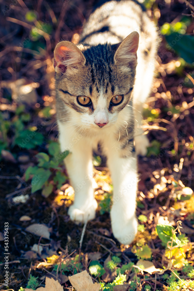 Cute domestic kitten walking in the garden Cute domestic kitten walking in the garden
