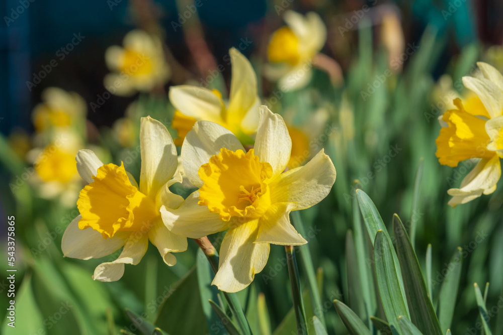 Blooming flower buds of daffodils in the flower garden in spring Blooming flower buds of daffodils in the flower garden in spring