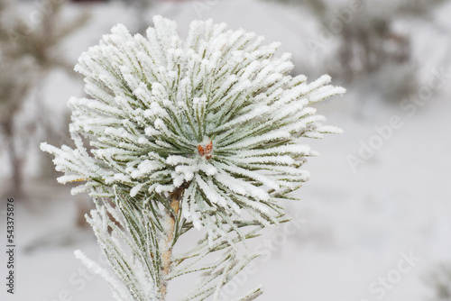 Green spruce branches covered with snow. Snow-covered coniferous forest. Winter botanical background. Merry christmas and happy new year concept. Selective focus, close-up