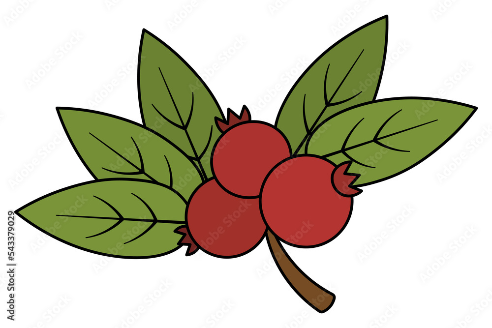 Twig with red berries and green leaves. Color vector illustration. Isolated background. Cartoon style. Sweet pulp. Lingonberries, cranberries, blueberries. Organic product. Summer harvest. Twig with red berries and green leaves. Color vector illustration. Isolated background. Cartoon style. Sweet pulp. Lingonberries, cranberries, blueberries. Organic product. Summer harvest.