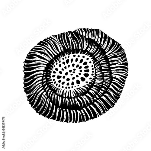 Stony coral seashell abstract drawn in black ink. The texture of the brush and paint. Vector illustration