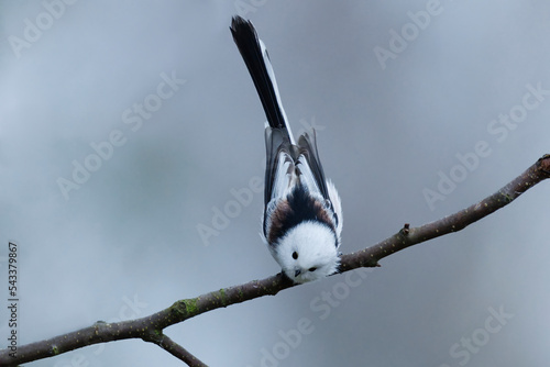 Cute long-tailed tit (Aegithalos caudatus) sitting on a branch in fall looking for food. photo