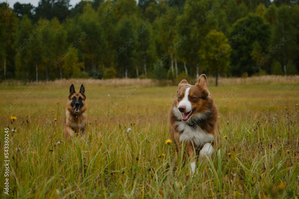 Two active and energetic purebred dogs running merrily forward with tongues sticking out. Australian and German Shepherd on walk in autumn field. No people. Concept of pets unity with nature. Two active and energetic purebred dogs running merrily forward with tongues sticking out. Australian and German Shepherd on walk in autumn field. No people. Concept of pets unity with nature.