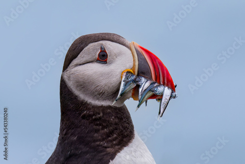 Puffin catching fish © Marc