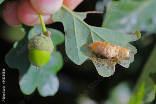 Young caterpillars of Brown Tailed Moth Euproctis chrysorrhoea on leaf hatching from an egg deposit. photo