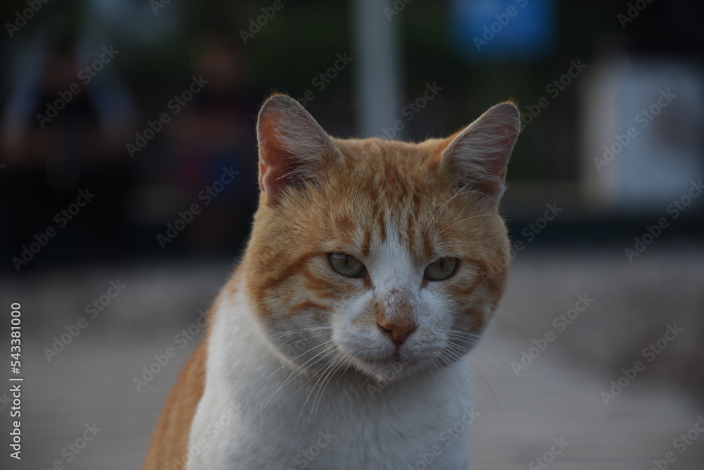 portrait of beautiful young cat sitting