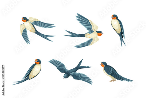 Swallow or Martin Passerine Bird with Long Tail and Pointed Wings Vector Set