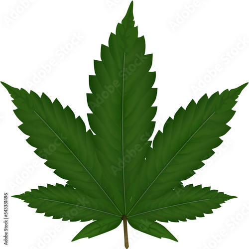 Green Marijuana Leaf On Pink Background by Cameron Zegers photo