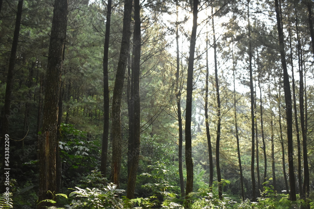 Fototapeta premium Sunshine in the pine forest